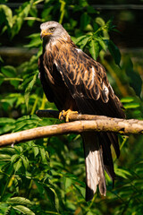 Red kite (Milvus milvus) sitting on a wooden branch, close-up