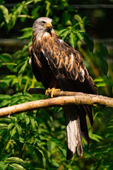 Red kite (Milvus milvus) sitting on a wooden branch, close-up