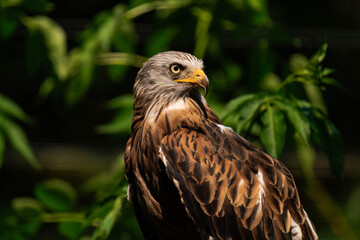 Red kite (Milvus milvus) sitting on a wooden branch, close-up