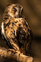 Long-eared owl sleeping in the sunlight