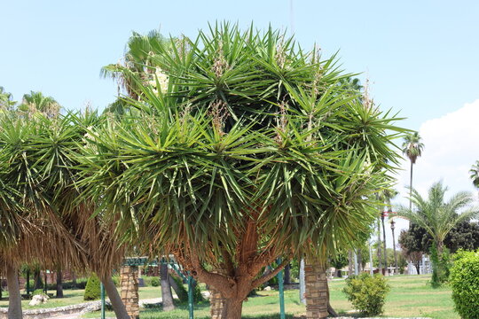 Yucca is a genus of perennial shrubs and trees in the family Asparagaceae