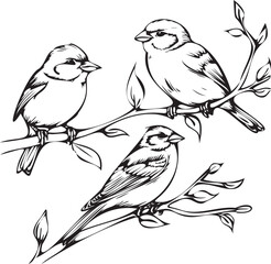Black and White bird Sketch on white background