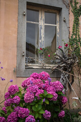 view of beautiful hortensias in front of the brittany house