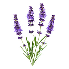 Obraz premium purple stem lavender flower green leaf cut out transparent background