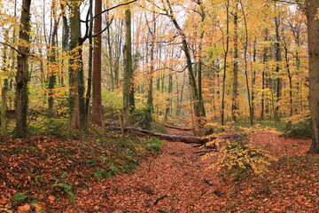Betrachtung des Klosters Dinklage im Herbst	