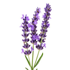 purple stem lavender flower green leaf cut out transparent background