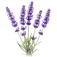 Fototapeta premium purple stem lavender flower green leaf cut out transparent background