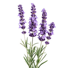 purple stem lavender flower green leaf cut out transparent background