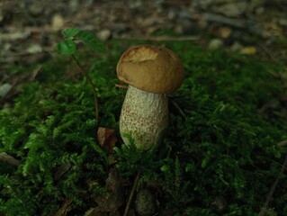 Beautiful underbrush in green fresh forest moss. The topic of finding edible mushrooms in the summer in the forest.