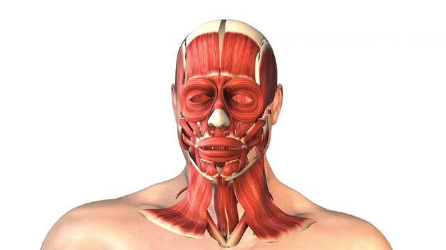 Human facial muscles with skull