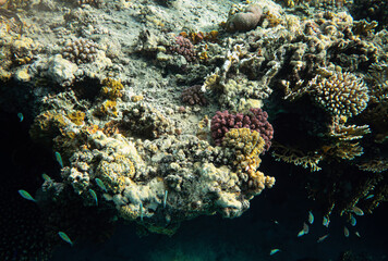 Snorkelling in Red Sea, corals and some fish visible