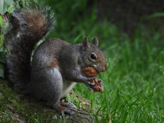 Squirrel