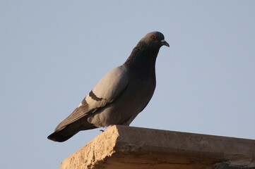 dove standing on the wall