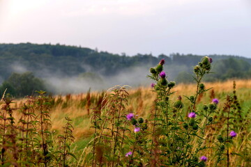 Abenddämmerung über blühenden Feldern zwischen Berg und Tal