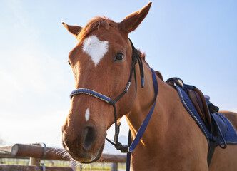 Horse, portrait and ranch farm, outdoor and fence for protection of pet, saddle and ready for competition. Stallion, healthy and wellness with strong breed in countryside, nature and animal in Texas