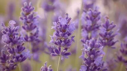 Fototapeta premium A bunch of purple flowers with a single purple flower in the middle