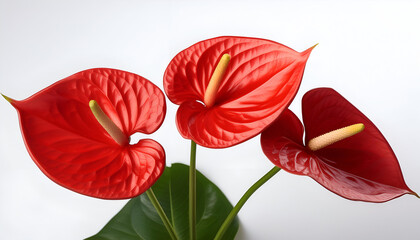 Vibrant Red Anthurium Flowers Displayed Against A Clean White Background