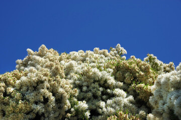 White fluffy flowers of a melaleuca tree