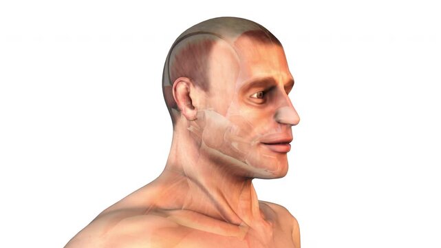 Masseter Muscles of the Head