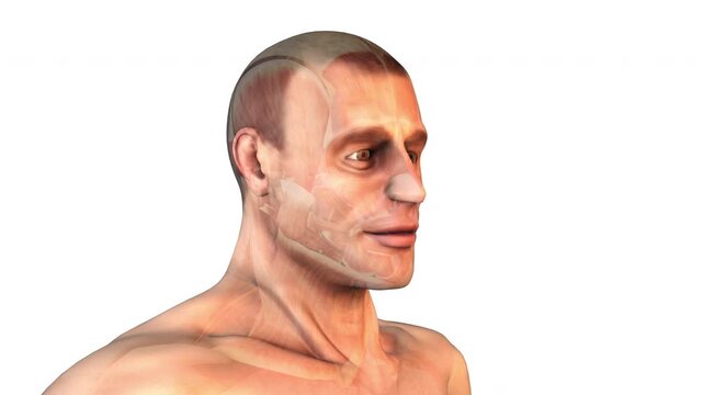 Nasalis Muscles of the Head