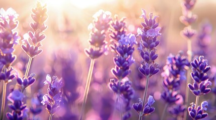 Obraz premium Close-up view of dense lavender blossoms against a bright, hazy sunlit background provides soft texture ideal for beauty product advertising copy.