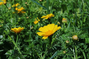 yellow flowers in the grass