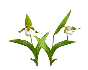 Cypripedium candidum (White Lady's-slipper) Native North American Orchid Flower Isolated