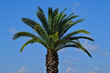 palm tree on sky background