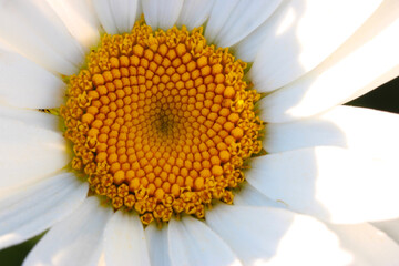 Shasta Daisy Golden Mandala 04