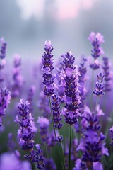 Fototapeta premium A beautiful field of blooming lavender flowers in vibrant purple hues, bathed in soft morning light with a serene and tranquil atmosphere.