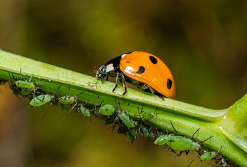 A small orange beetle with black spots, a ladybug, hunts for a green aphid on a stem in a thicket of meadow grass on a sunny summer day.