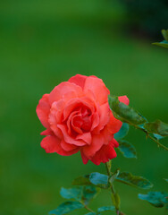 Rote Rose