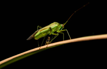 A small fly threatens a green insect with long antennae and a nose sitting on a yellowing grass stem on a clear summer evening.