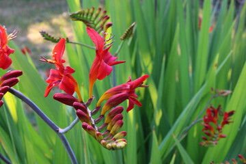 Montbretia Crocosmia Red 08