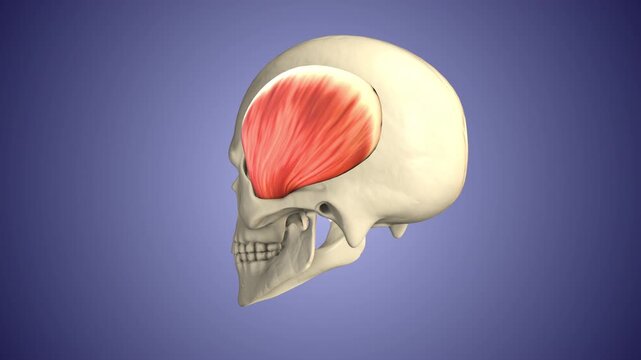 Temporalis muscles of the Skull and Face