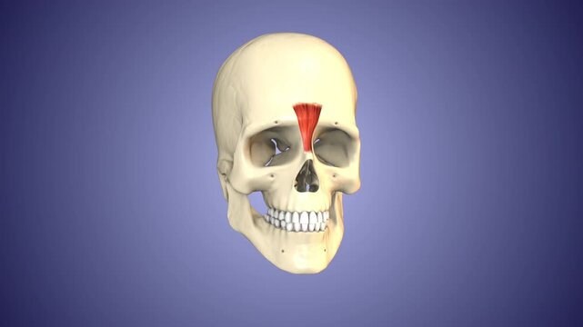 Depressor supercilii muscles of the Skull and Face