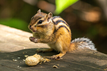 squirrel eating nut