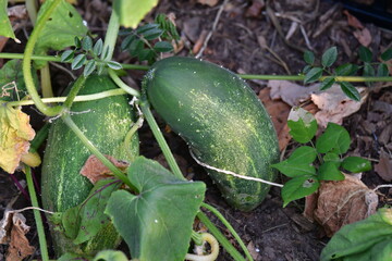 Obraz premium Ripe Cucumber