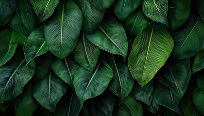 Obraz premium Tropical Nature Background Dark Green Leaf Texture and Natural Greenery