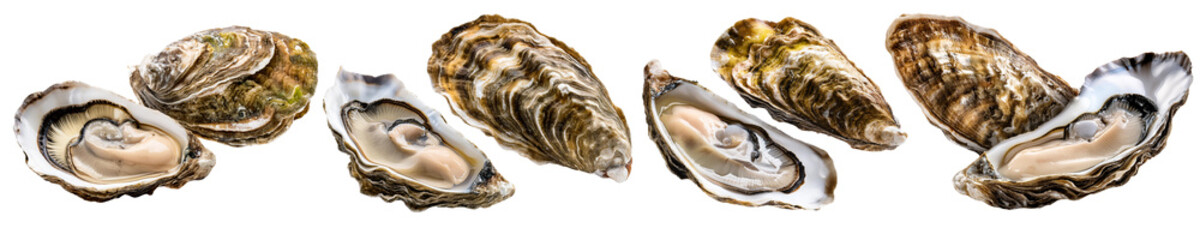 Set of Fresh Open and Closed Oysters collection cut out transparent isolated on white background PNG