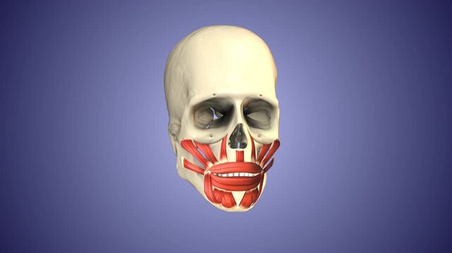 Facial and cranial muscles of the head