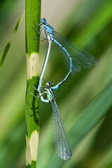 Coenagrion puella aka azure damselfly mating above the pond. Lovely colorful damselflies of Czech...