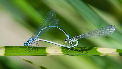 Coenagrion puella aka azure damselfly mating above the pond. Lovely colorful damselflies of Czech republic nature. Male and female.