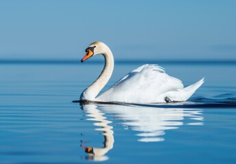 Obraz premium swan swimming gracefully on the water, its white feathers glistening in the sunlight