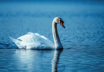Obraz premium swan swimming gracefully on the water, its white feathers glistening in the sunlight
