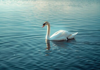 Fototapeta premium swan swimming gracefully on the water, its white feathers glistening in the sunlight