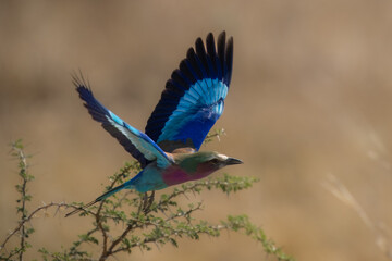 Closeup and portrait of bird , in flight. The Lilac breasted Roller is a bird of the family Coraciidae, the rollers. It occurs widely from West Asia to the Indian Subcontinent. 4k resolution