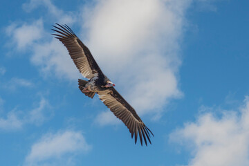 White-headed Vulture ,Trigonoceps occipitalis, in flight, fighting, A light brown, medium-sized vulture. It has whitish feathers on a dark head and neck, a pale bill.