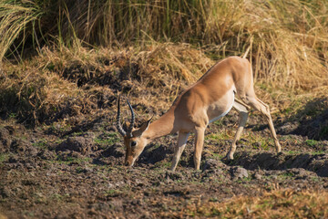Impala Antelopes jumping in the Moremi National Park, Botswana, closeup, portrait, 4K resolution
