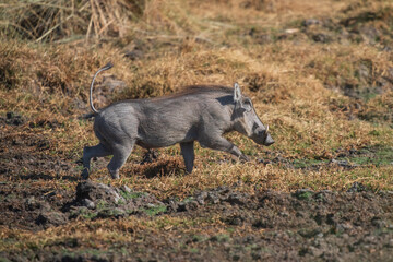 African Pig (Warthog) grazing at a Moremi national park in Africa, Botswana